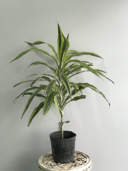 Dracena Warnekii Lemon Lime 3Lts - Image 2