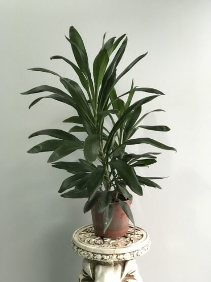 Robusta Grande M19 - Image 2