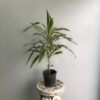 Dracena Warnekii Lemon Lime 3Lts
