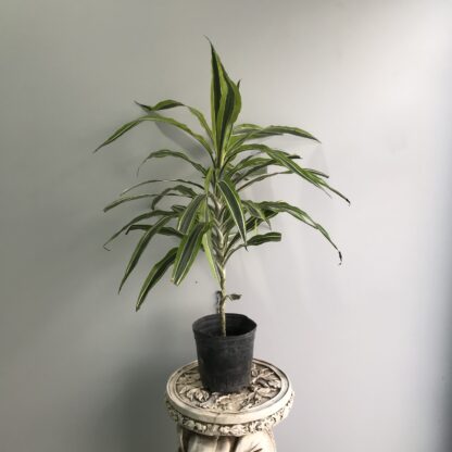 Dracena Warnekii Lemon Lime 3Lts