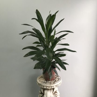 Robusta Grande M19