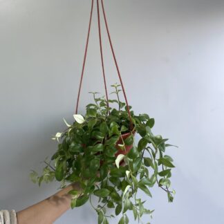 Columnea Microphylla