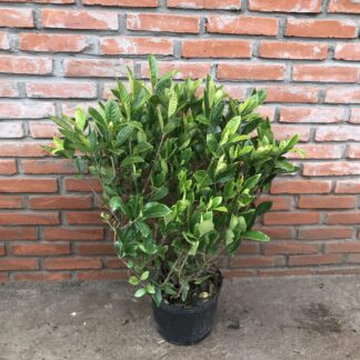 Jazmín del Cabo XXL (Gardenia)