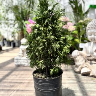 Thuja Chica 3Lts