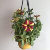 Petunia Colgante