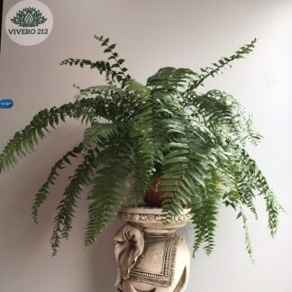 Helecho Macho 1° Tamaño