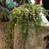 Columnea