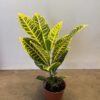 Croton - Clasico