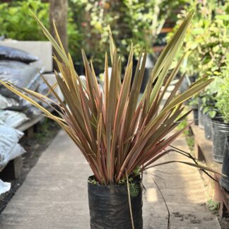 Phormium Rosado