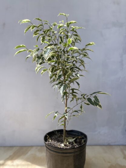 Ficus Blanco Mediano - Image 2