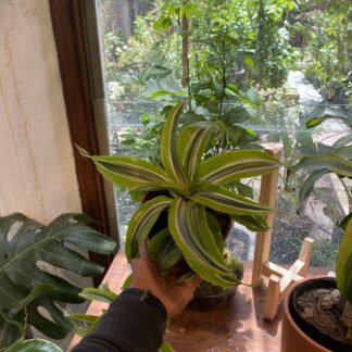 Dracena Warneki Lemon Lime