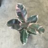 Ficus Gomero Ruby - Image 3