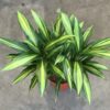 Dracena Sanderiana - Image 2