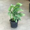Peruviano Junior