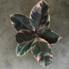 Ficus Gomero Ruby - Image 2