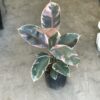 Ficus Gomero Ruby
