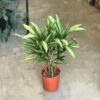 Dracena Sanderiana