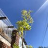 Robinia Friscia