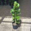 Ficus - Pandurata alta - Image 2