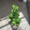 Ficus - Pandurata alta