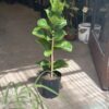 Ficus - Pandurata alta - Image 3