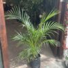 Areca Grande