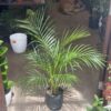 Areca Grande - Image 4