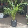 Areca Grande - Image 3