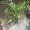 Areca Grande - Image 2
