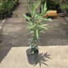 Nerium - Laurel del Jardin - Image 2