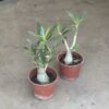 Adenium - Rosa del Desierto
