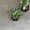 Adenium - Rosa del Desierto - Image 3