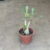 Adenium - Rosa del Desierto - Image 2