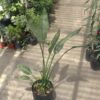 Strelitzia Reginae - Image 2