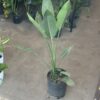 Strelitzia Reginae