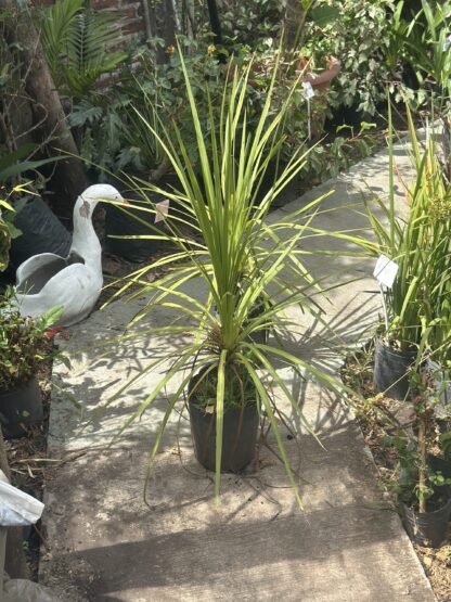 Dracena Indivisa Cordyline