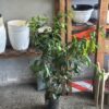 Ficus Clasico Grande - Image 3