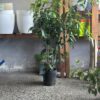 Ficus Clasico Grande - Image 2