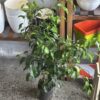 Ficus Clasico Grande