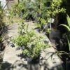 Buxus