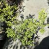 Buxus - Image 2
