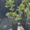 Buxus - Image 3