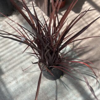 Phormium - baby bronce