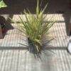 Phormium - Nana Alba - Image 2