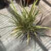 Phormium - Nana Alba
