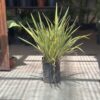 Phormium - Nana Alba - Image 3