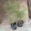 Casuarinas Mediana