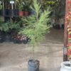 Casuarinas Mediana - Image 2
