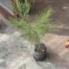 Casuarinas Mediana - Image 3