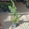 Cupressus - Lei landy